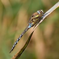 Migrant Hawker 5 